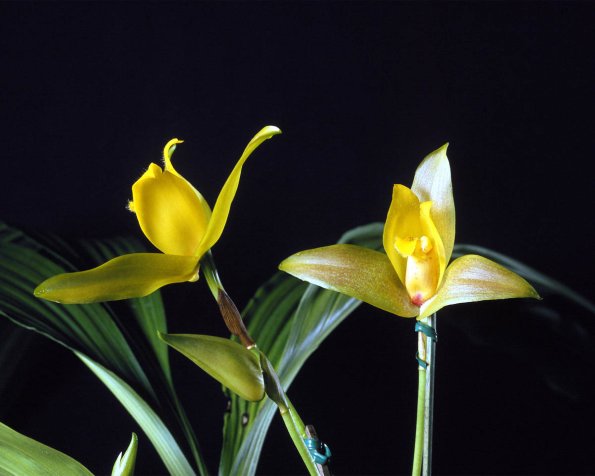 Flowers 117