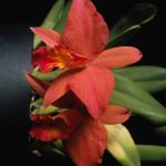 Flowers 118