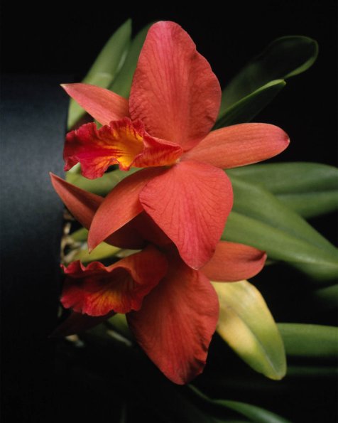 Flowers 118