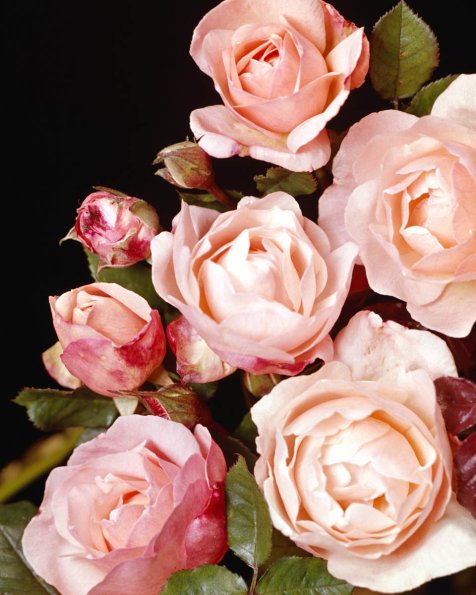 Flowers 119