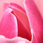Flowers 120