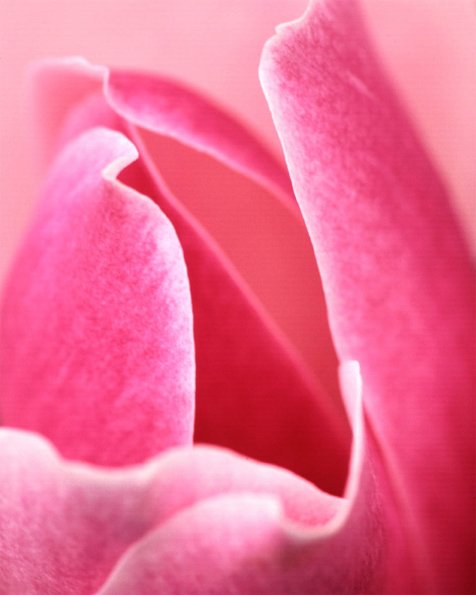 Flowers 120