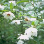 Flowers 121