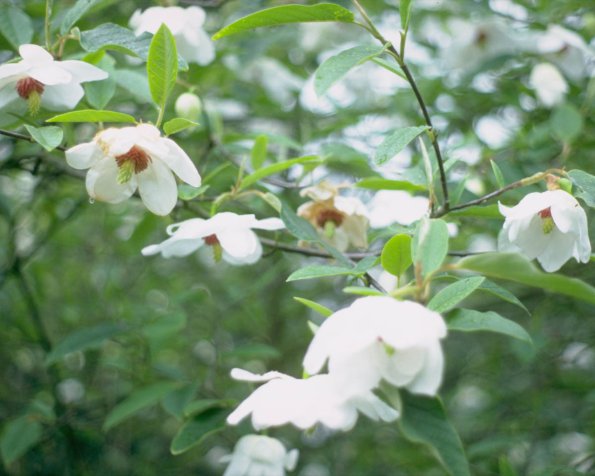 Flowers 121