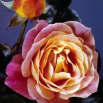 Flowers 122