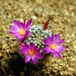 Flowers 123