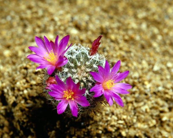 Flowers 123