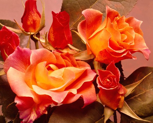 Flowers 124