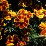 Flowers 125