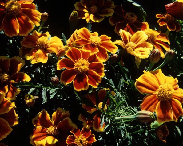 Flowers 125