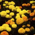 Flowers 126