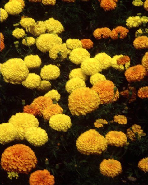 Flowers 126