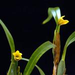 Flowers 127