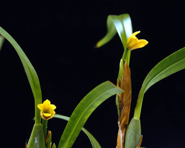 Flowers 127