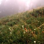 Flowers 128