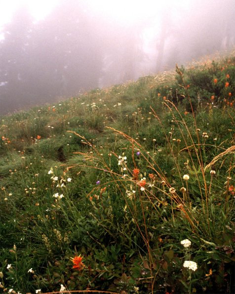 Flowers 128