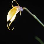 Flowers 129