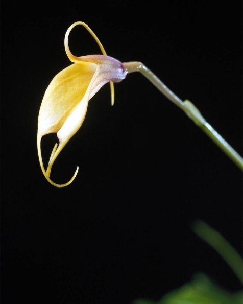 Flowers 129
