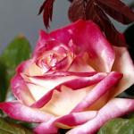 Flowers 130