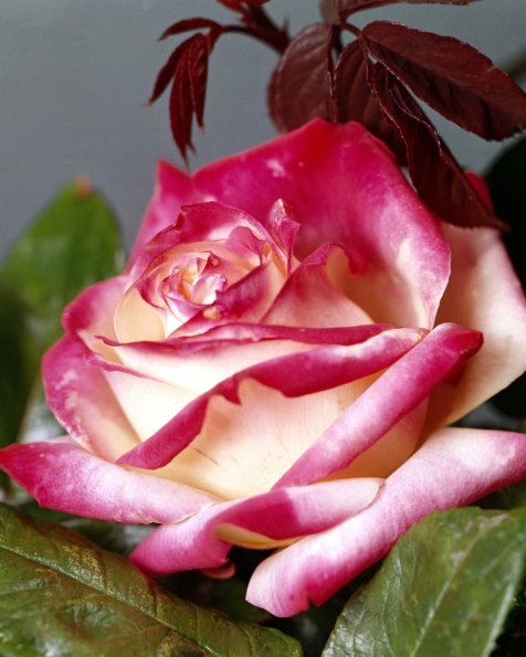 Flowers 130