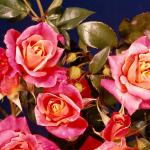 Flowers 131