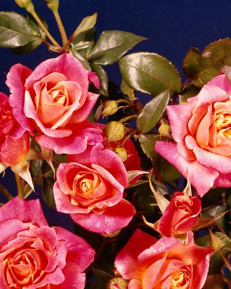 Flowers 131