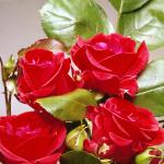 Flowers 132