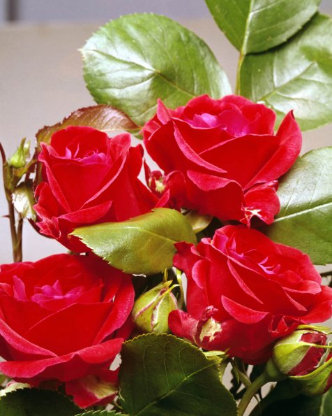 Flowers 132