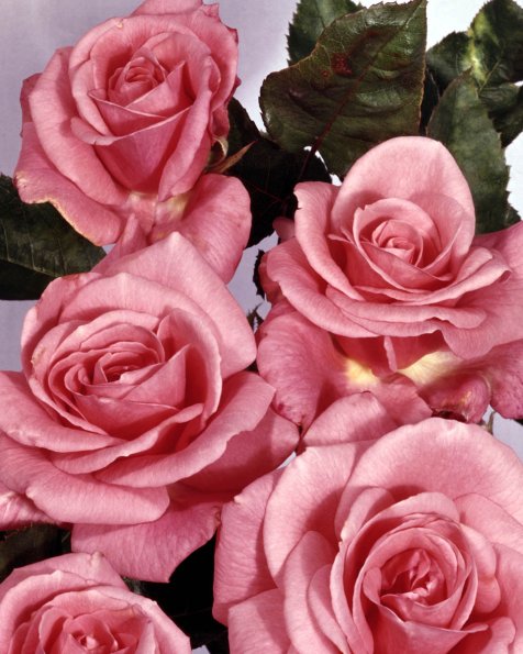 Flowers 133