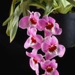 Flowers 135
