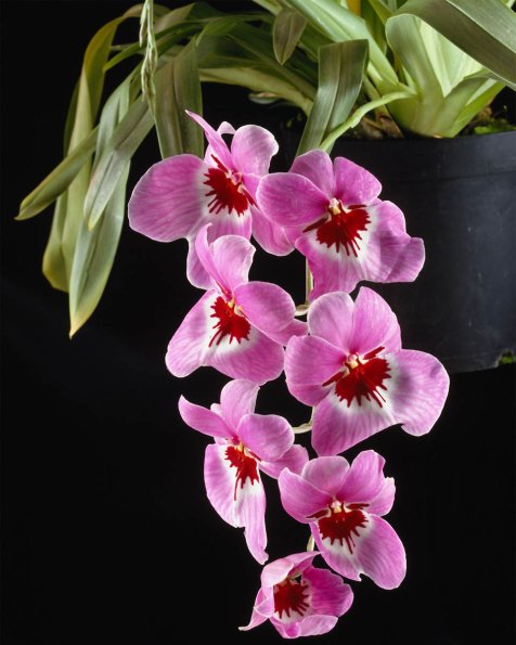 Flowers 135
