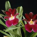 Flowers 136
