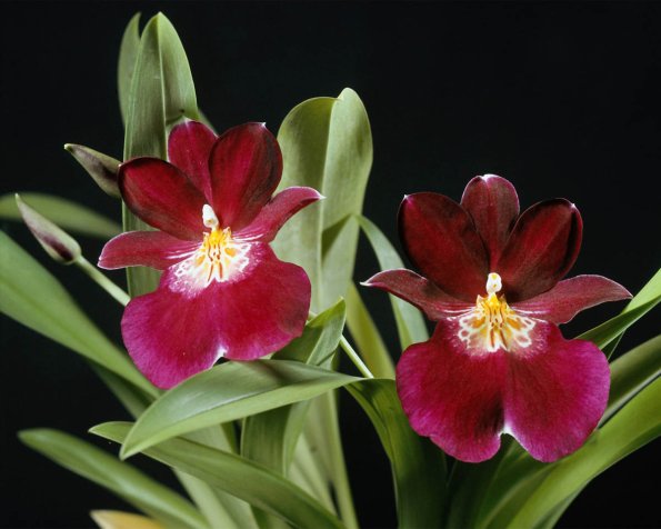 Flowers 136