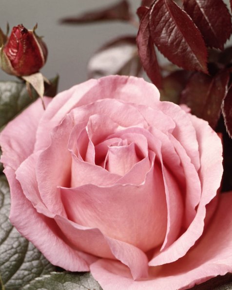 Flowers 137
