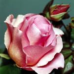 Flowers 138