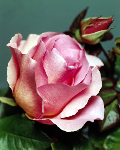 Flowers 138