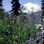 Flowers 139