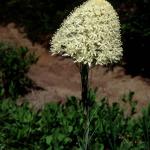 Flowers 140