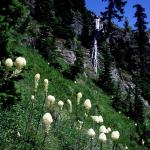 Flowers 141