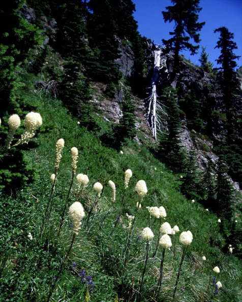 Flowers 141