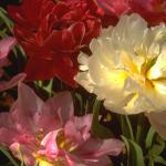 Flowers 146
