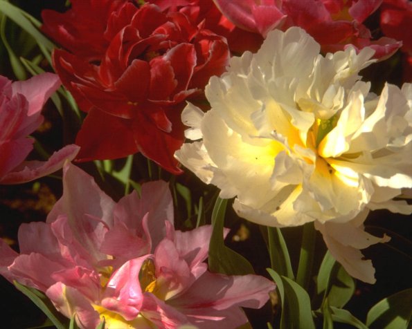 Flowers 146