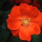 Flowers 147