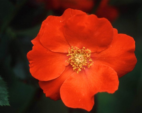 Flowers 147