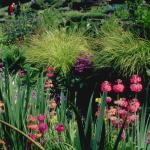 Flowers 149