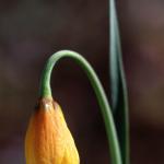 Flowers 154