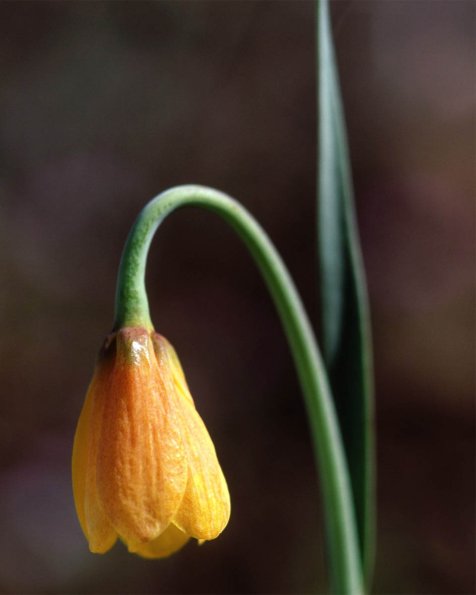 Flowers 154