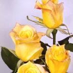 Flowers 155