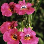 Flowers 157