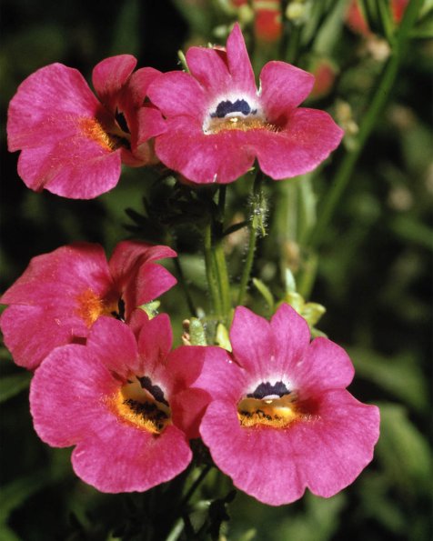 Flowers 157